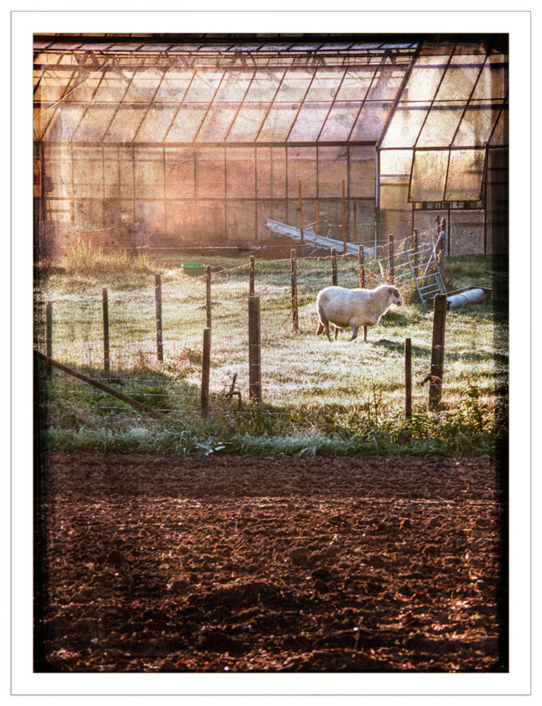 Sheep in the Morning Sun